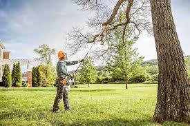 Best Fruit Tree Pruning  in Norco, CA