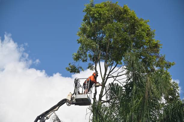 Best Tree Risk Assessment  in Norco, CA